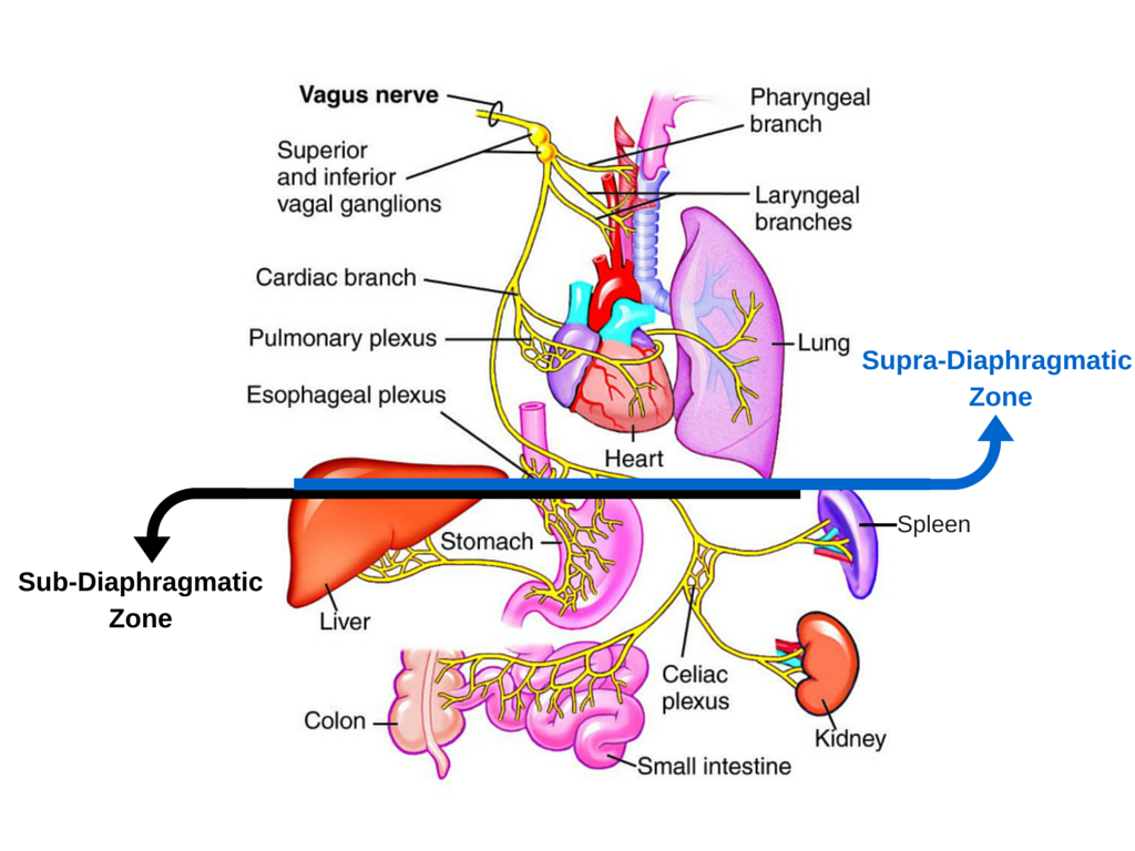 Supra-Diaphragmatic Zone